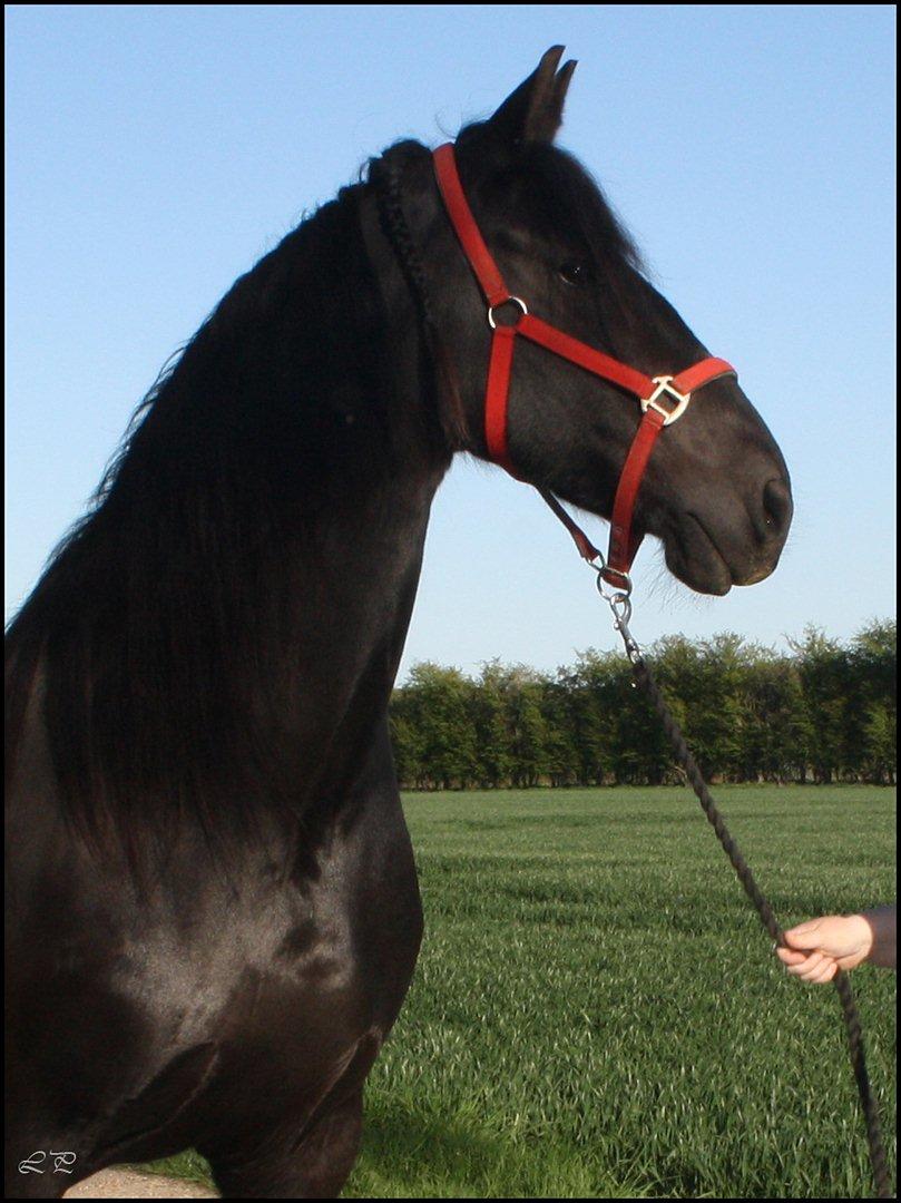 Frieser Sofie af Karmark billede 12