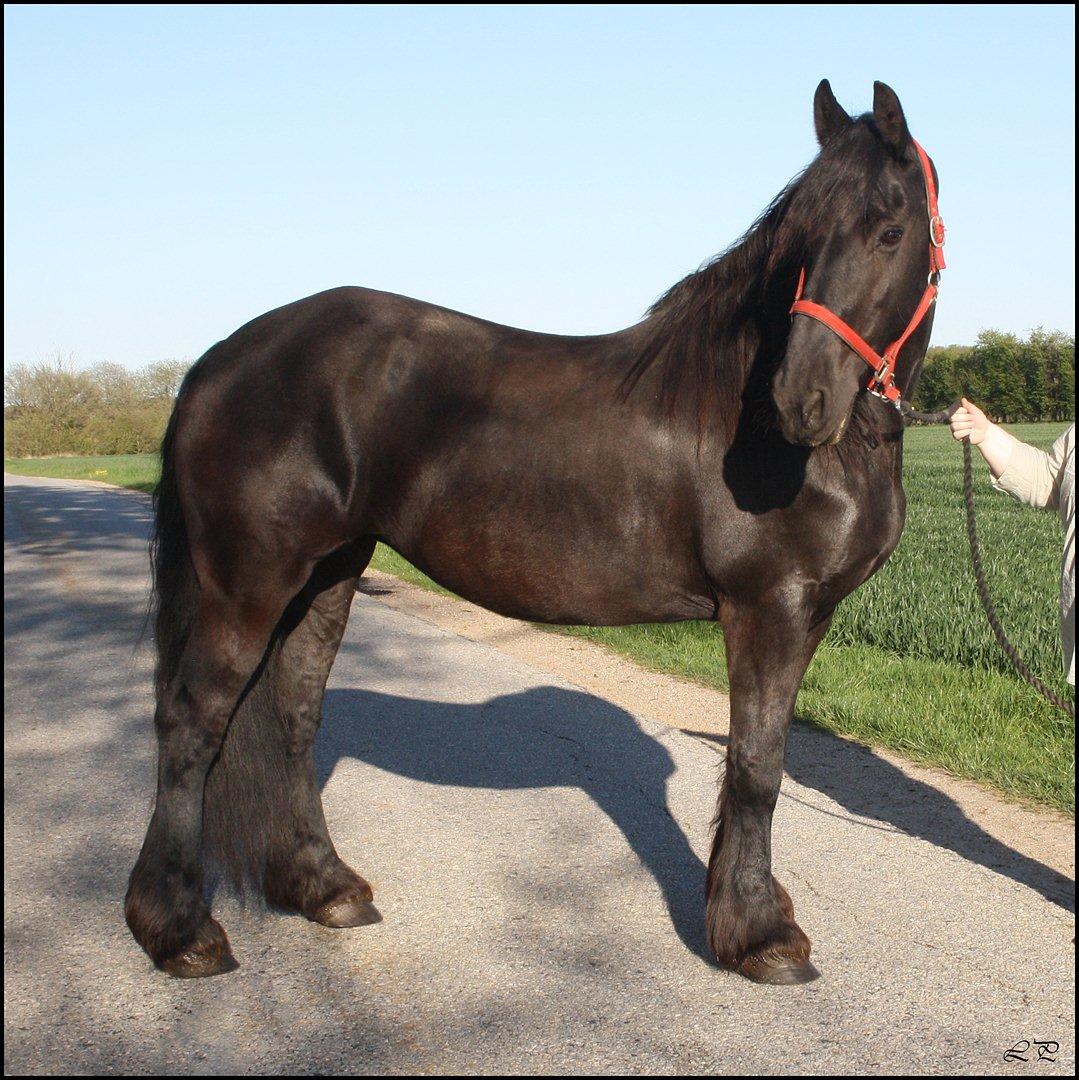 Frieser Sofie af Karmark billede 13