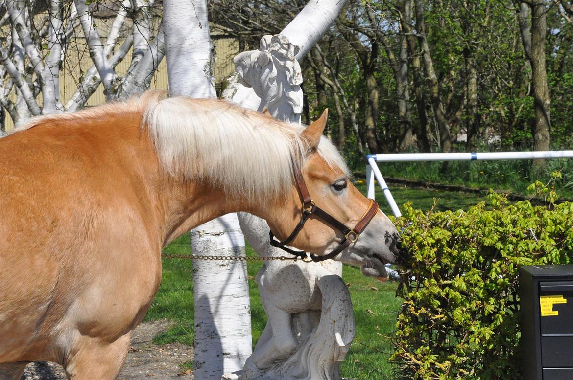 Haflinger My Fair Lady.SAVNET ;( - ups, tager på fersk gerning ;) fy fy ikke spise hækken billede 14