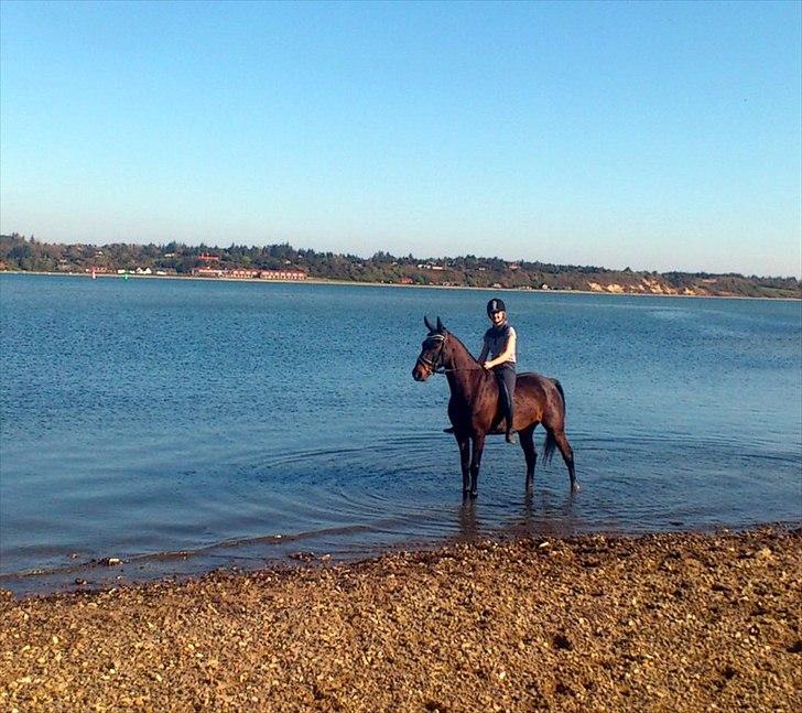 Holstener Galant - Strandturen d. 2 maj. Han var fantastisk gik bare ud i vandet. En dag vil vandet stige op til vores hovedtop med alle de fantastiske minder! <3 Foto: Laura TAK! billede 10