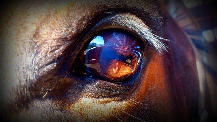 Holstener Galant - Galant hvor startede vores historie henne? Hvor begyndte det hele henne?Hvor bringer det nye hen?
Men Galant ingen mennesker på denne jord har svaret kun Gud  Foto: Mig billede 2