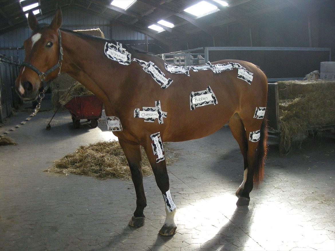 Dansk Varmblod Thybo's Casanova - Til eksamen.. vi fik 12! :-) billede 11