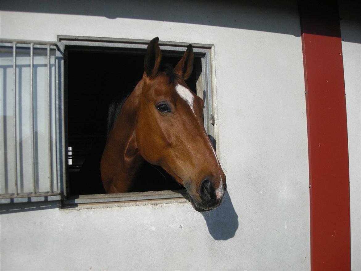 Dansk Varmblod Thybo's Casanova - I hans boks i Kolding på Hansenberg billede 12