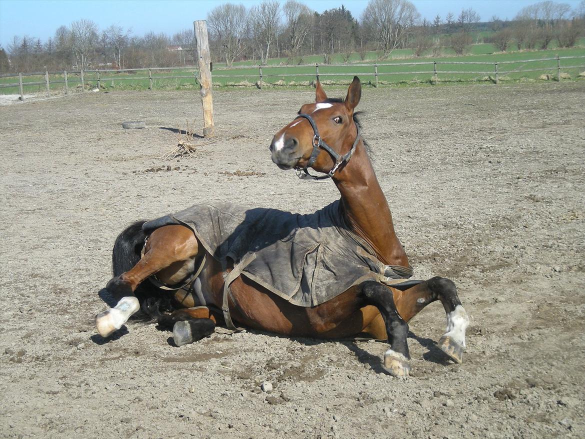 Dansk Varmblod Thybo's Casanova - det er hårdt at komme op igen ;-) billede 13