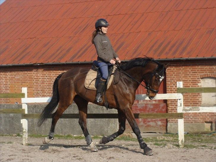 Dansk Varmblod Åen`s April - B - HEST <3. - Dressur! <3 billede 11