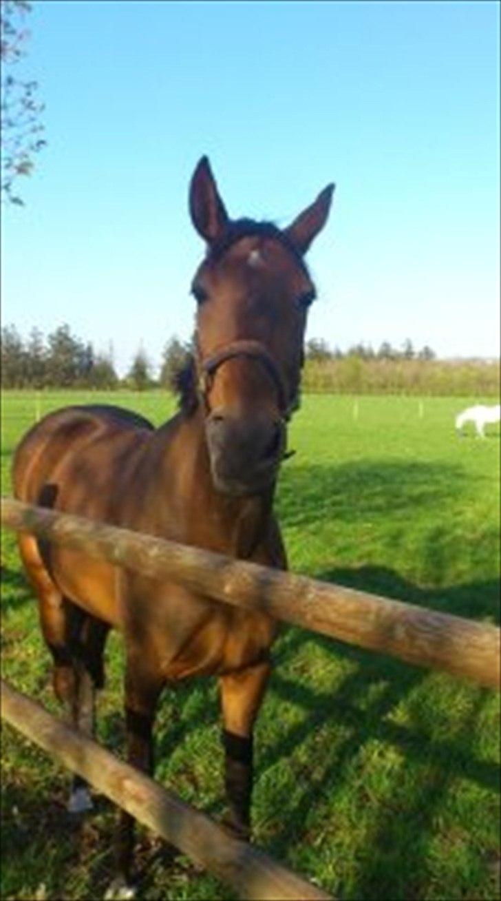 Anden særlig race First Edition billede 1