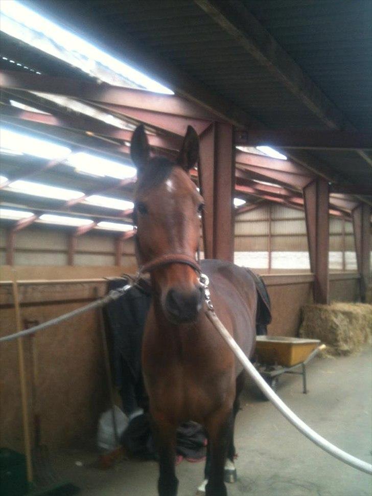 Anden særlig race First Edition billede 2