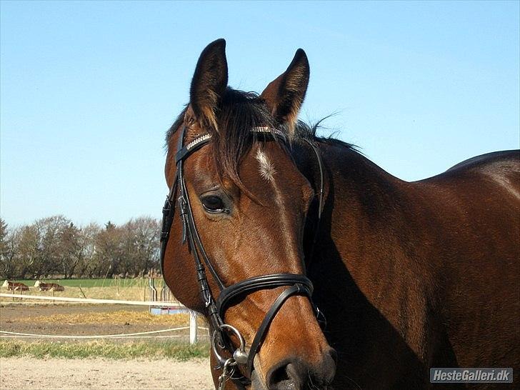 Anden særlig race First Edition billede 3