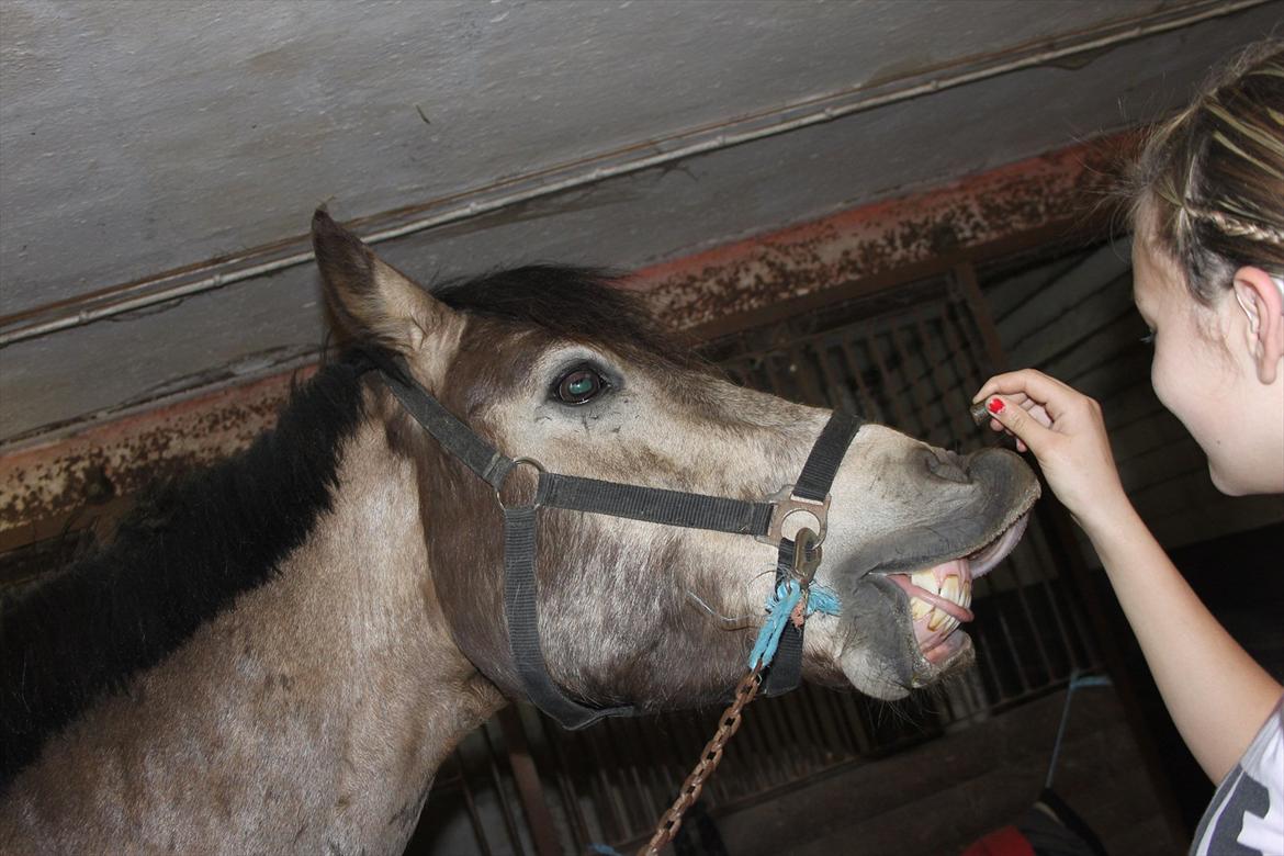 Connemara Ac-Seje Charlie af Engvang *..Bassemand..* - Charlie der smiiiiiler :-**<3
Foto: Mig  billede 8