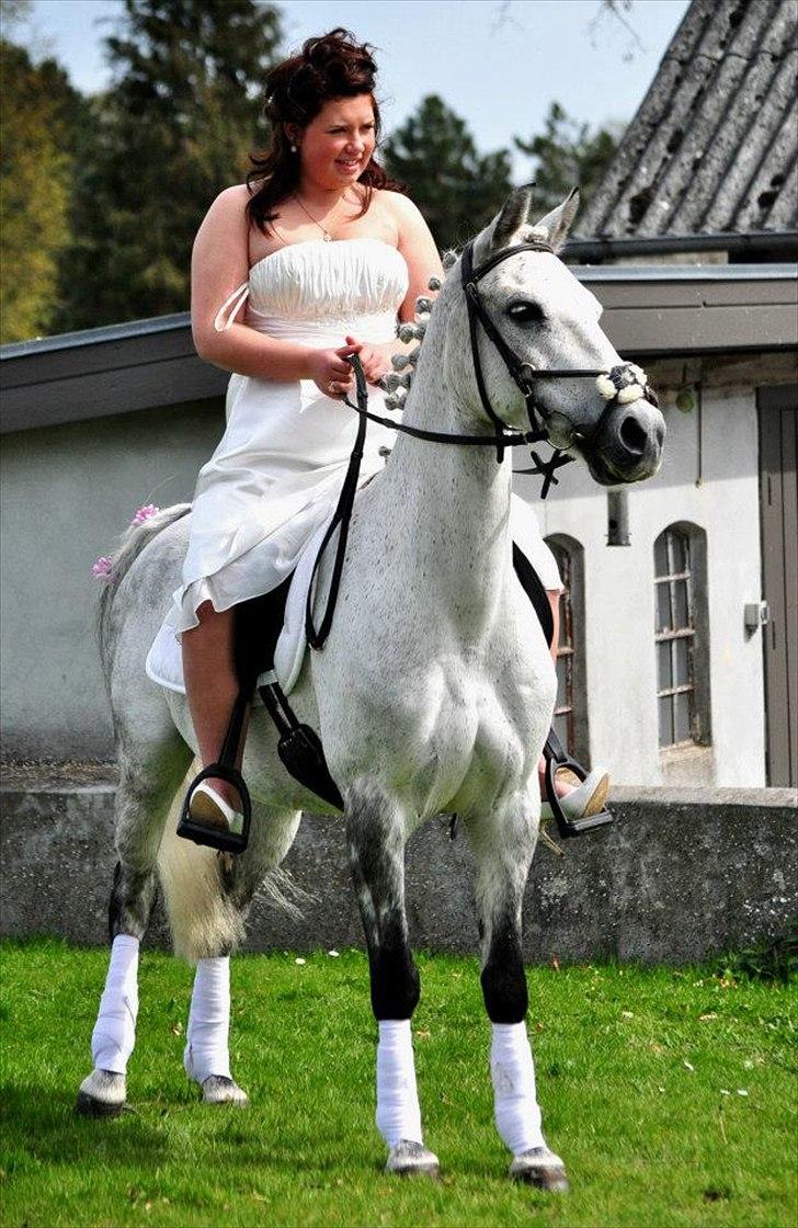 DSP Nordenhøjs Freja SOLGT billede 2