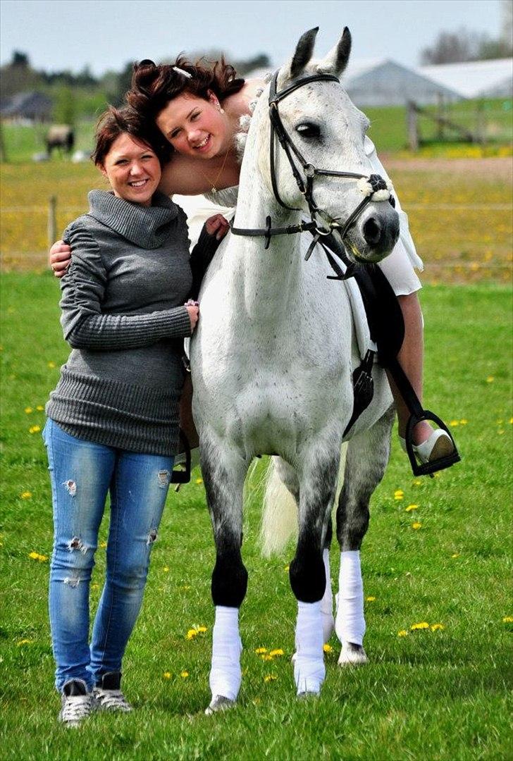 DSP Nordenhøjs Freja SOLGT billede 11