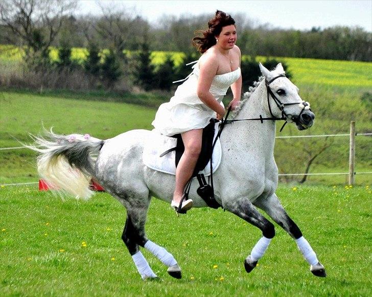 DSP Nordenhøjs Freja SOLGT billede 5