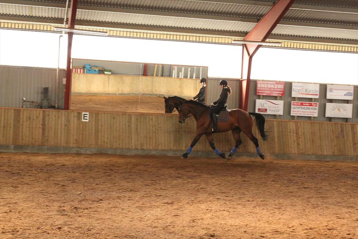 Dansk Varmblod Chavalier (solgt) billede 16