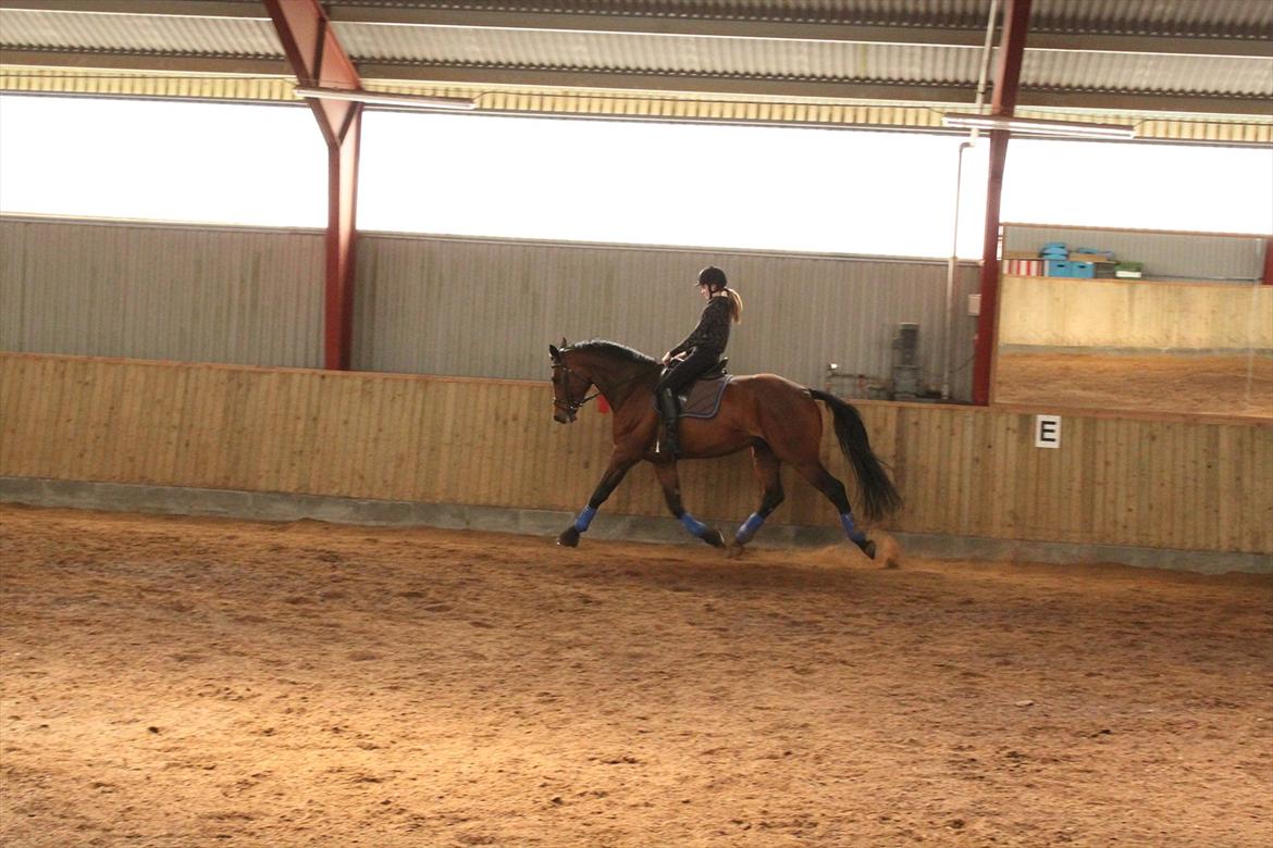 Dansk Varmblod Chavalier (solgt) billede 10