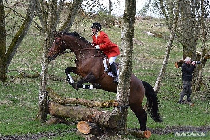 Dansk Varmblod Zaro R.I.P <3 - Velkommen til Zarudischa's profil ;)
- Til jagt med Christina :) billede 1