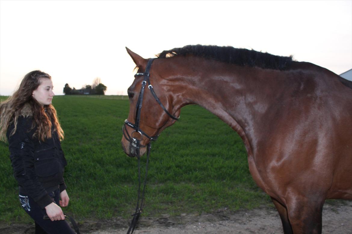 Dansk Varmblod Chavalier (solgt) billede 9