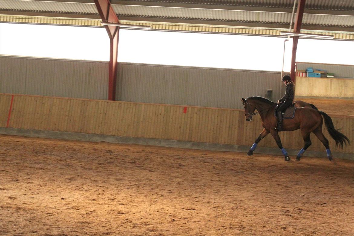 Dansk Varmblod Chavalier (solgt) billede 6