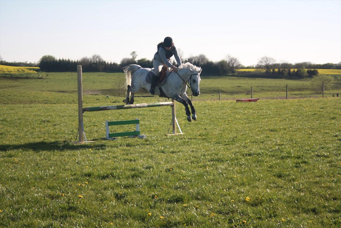 DSP Nordenhøjs Freja SOLGT billede 13