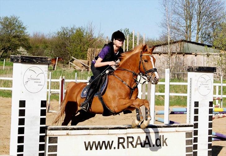 Hollandsk Sportspony Montana billede 8