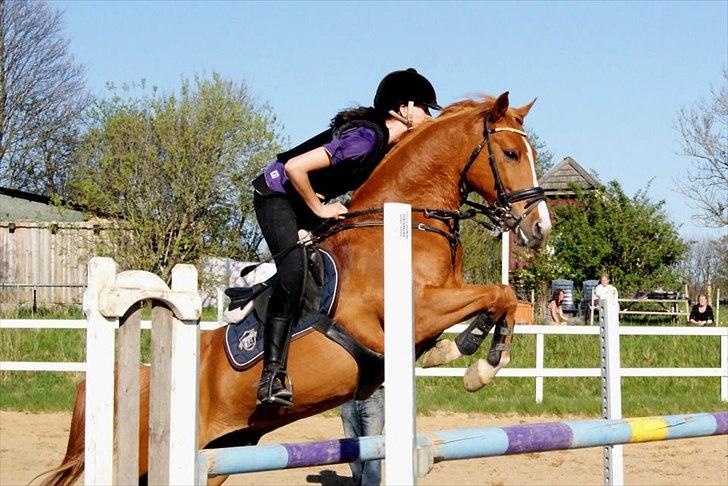 Hollandsk Sportspony Montana billede 9