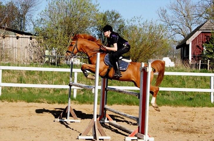 Hollandsk Sportspony Montana billede 10