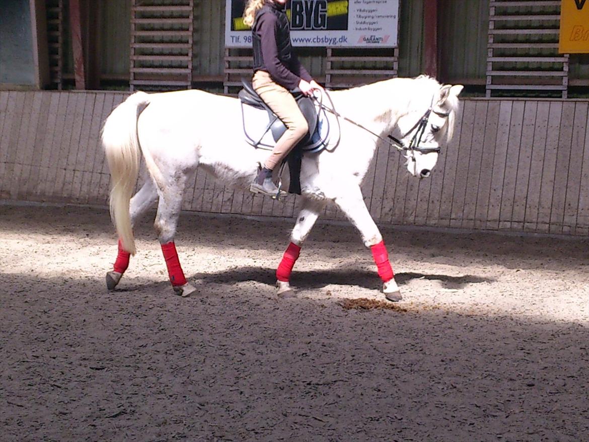 Anden særlig race olivia dressur prinssesen tidligere hest  - hun går så læææææækkert billede 11