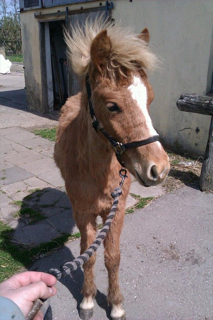Islænder Steik Fra Ny Amtoftgaard billede 8