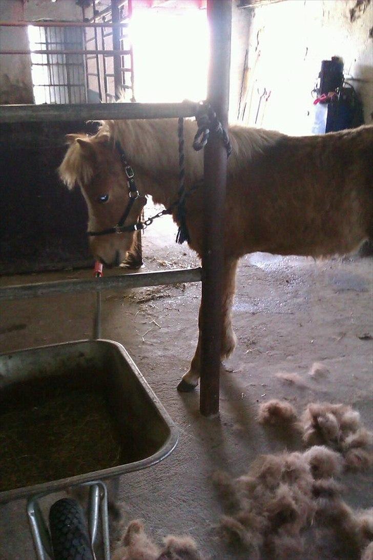 Islænder Steik Fra Ny Amtoftgaard billede 9