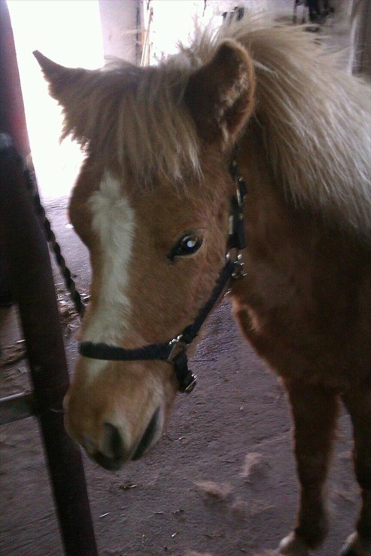 Islænder Steik Fra Ny Amtoftgaard billede 10