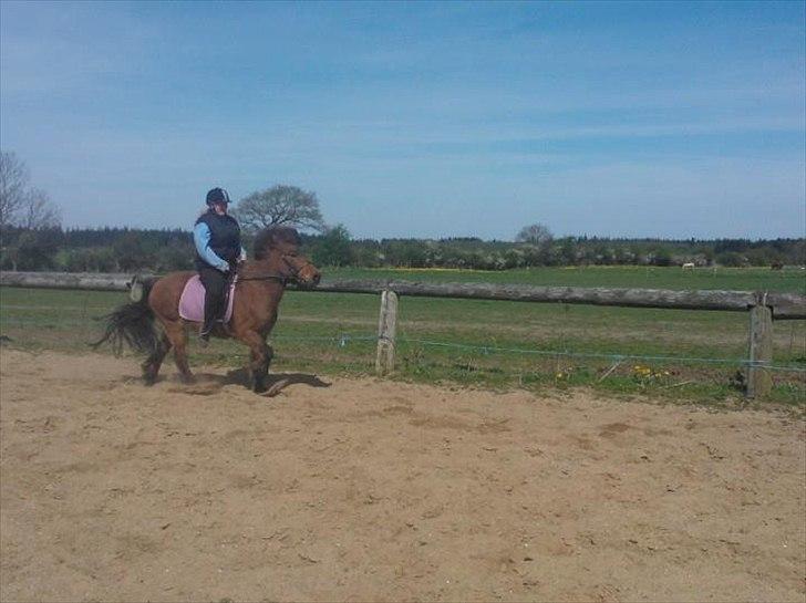 Islænder Hekla Fra Skovby billede 11