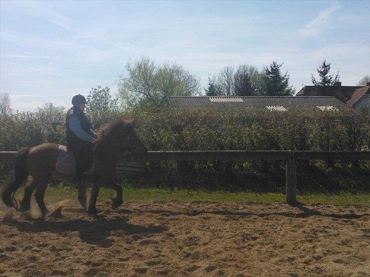 Islænder Hekla Fra Skovby billede 12