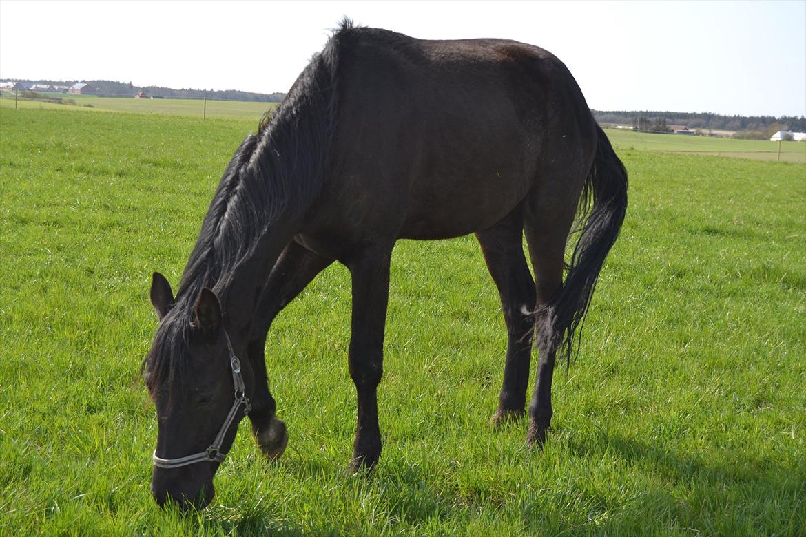Dansk Varmblod Svalegårdens Maeztro <3 billede 15