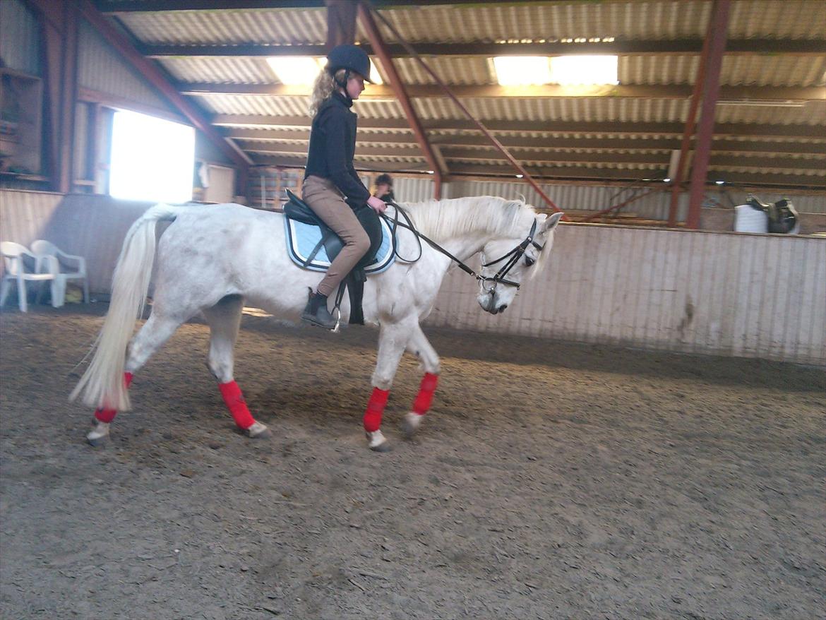 Anden særlig race olivia dressur prinssesen tidligere hest  billede 12