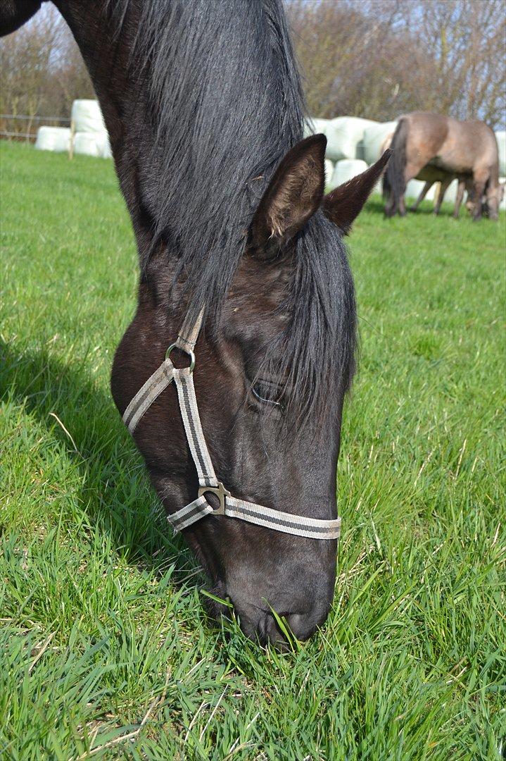 Dansk Varmblod Svalegårdens Maeztro <3 billede 16