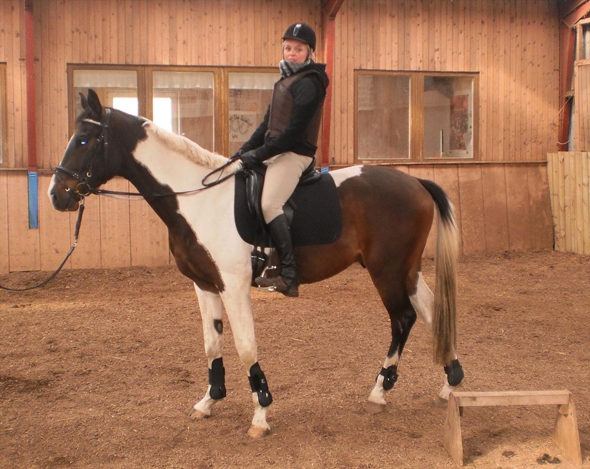 Pinto Milton billede 15