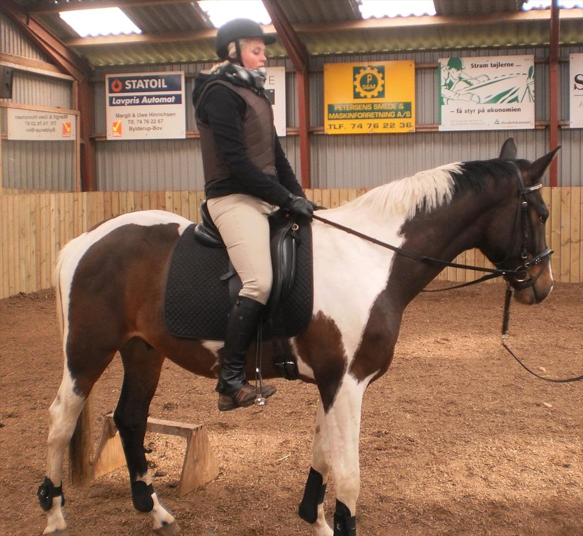 Pinto Milton billede 16