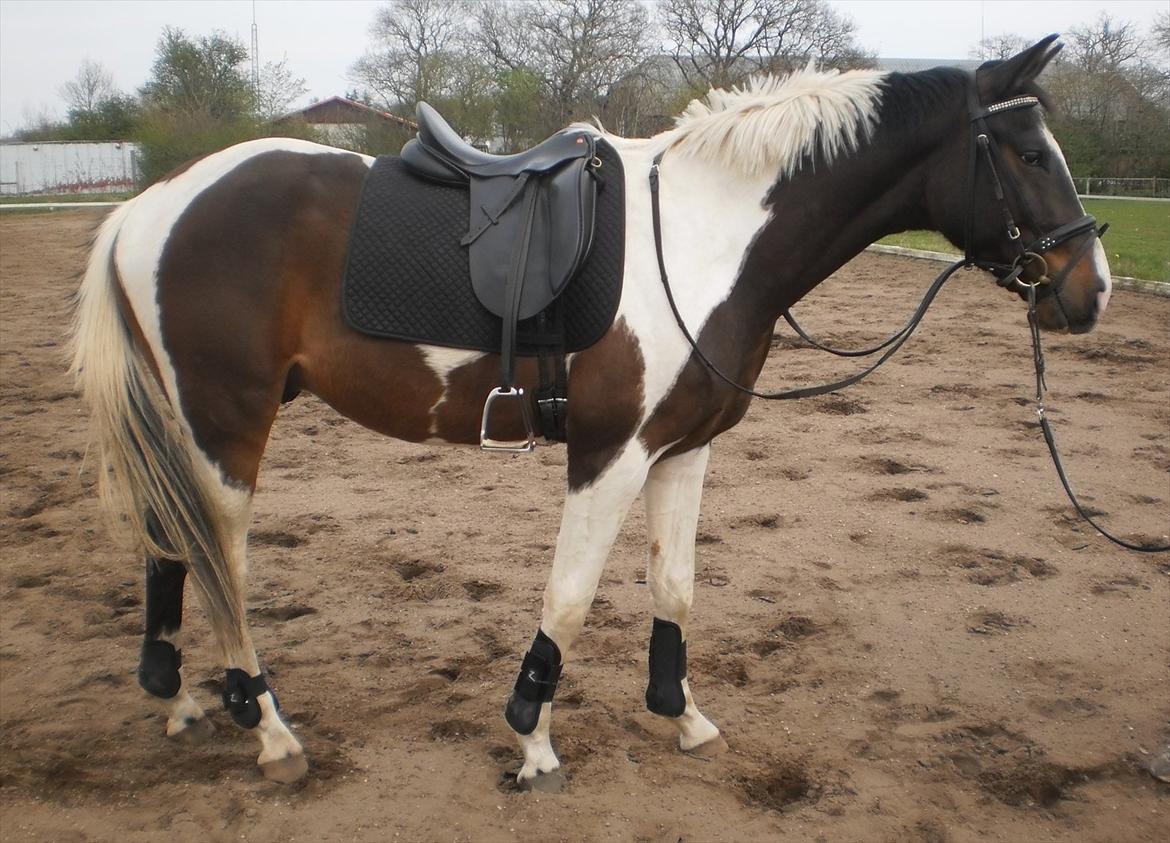 Pinto Milton billede 17