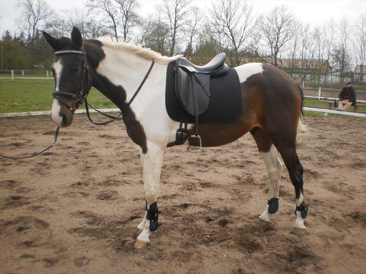 Pinto Milton billede 18