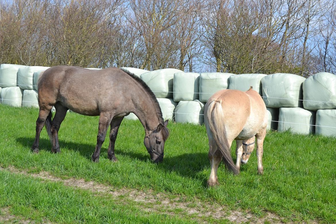 Anden særlig race Jannerupgård's Felix <3 billede 19