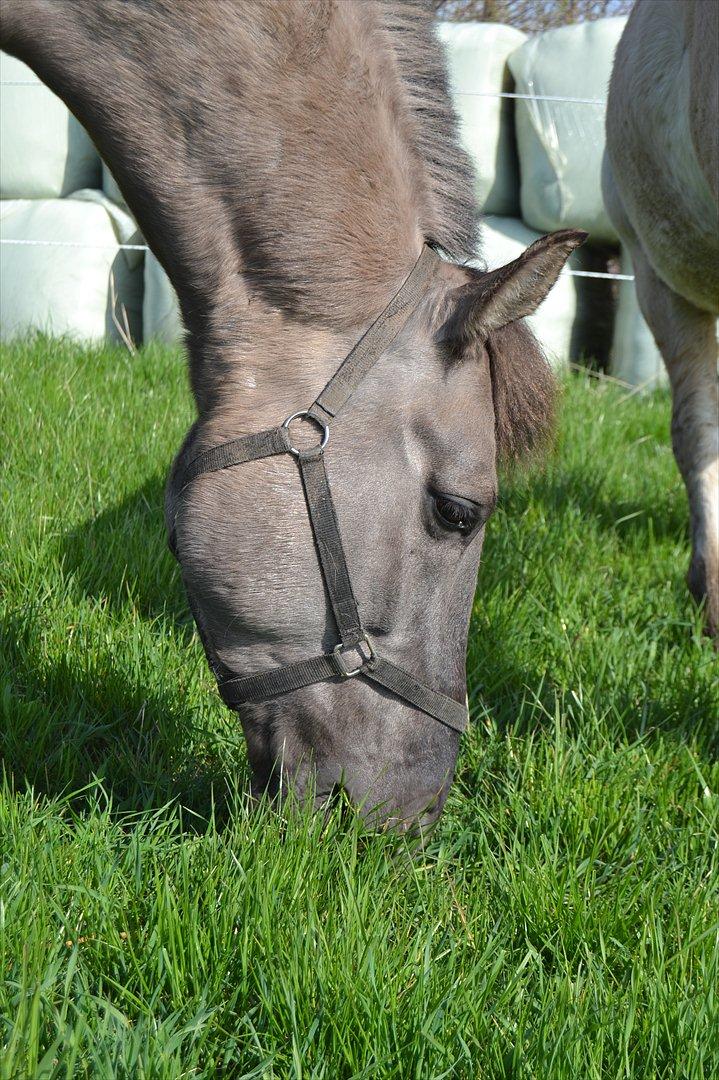 Anden særlig race Jannerupgård's Felix <3 billede 20