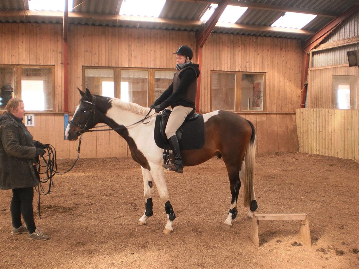 Pinto Milton billede 20