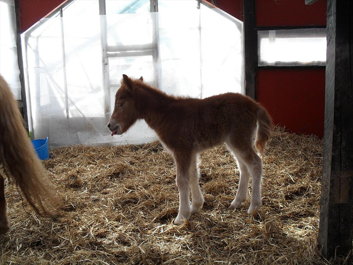Shetlænder Thorshøjs Ask - Ask 1 dag gammel billede 1