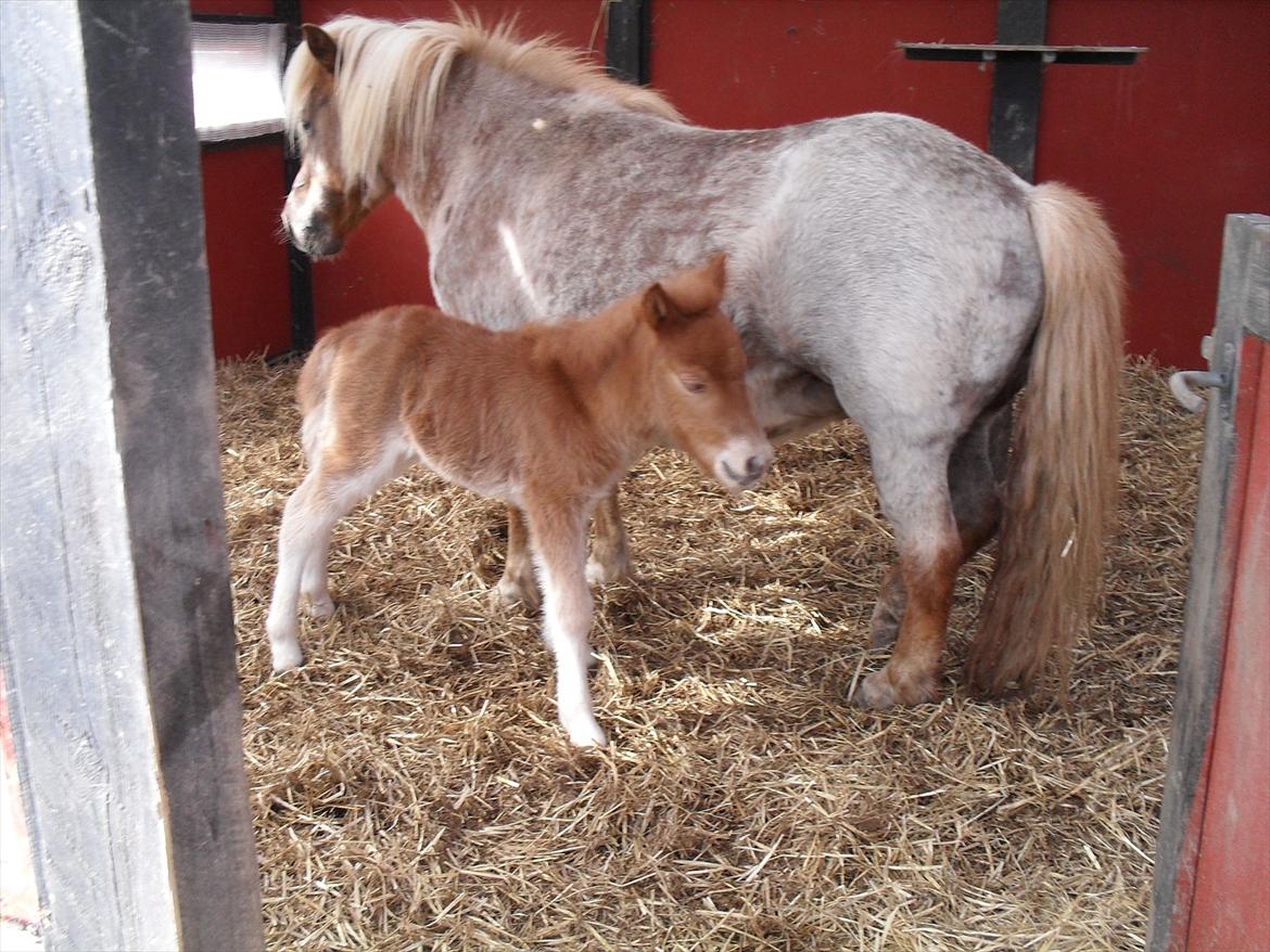 Shetlænder Thorshøjs Ask - Ask 1 dag gammel billede 2