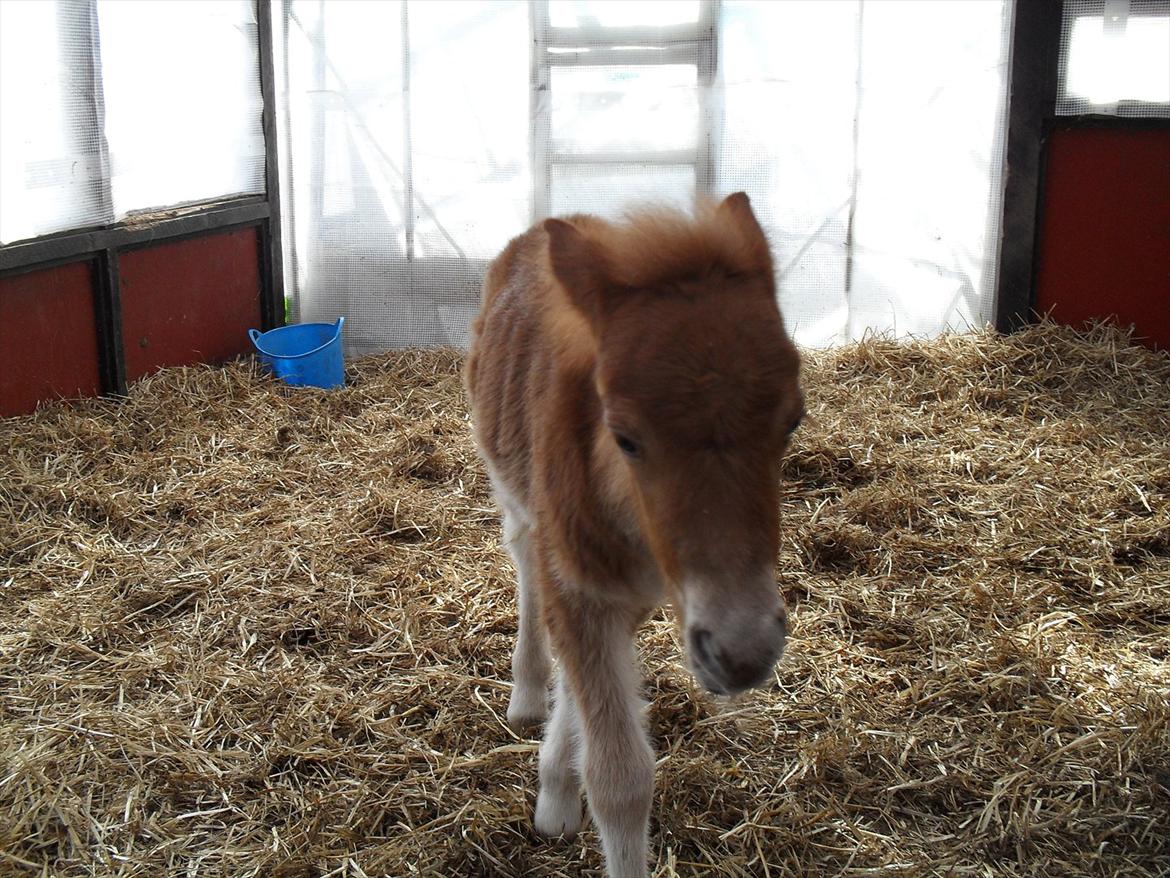 Shetlænder Thorshøjs Ask - Ask 1 dag gammel billede 5