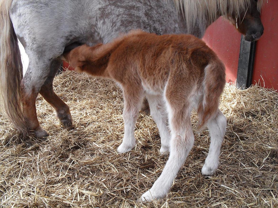 Shetlænder Thorshøjs Ask - Ask 1 dag gammel billede 3