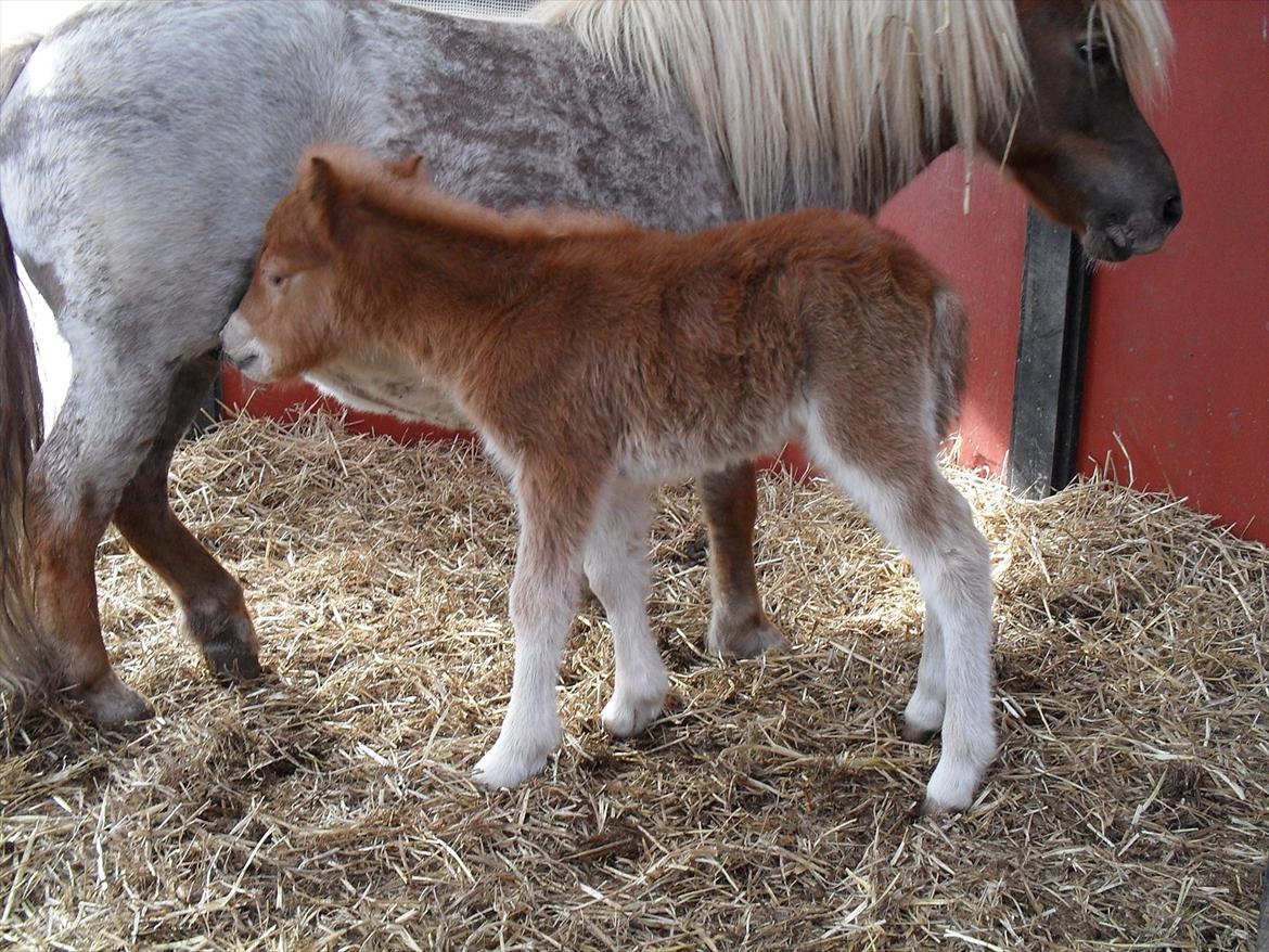 Shetlænder Thorshøjs Ask - Ask 1 dag gammel billede 4