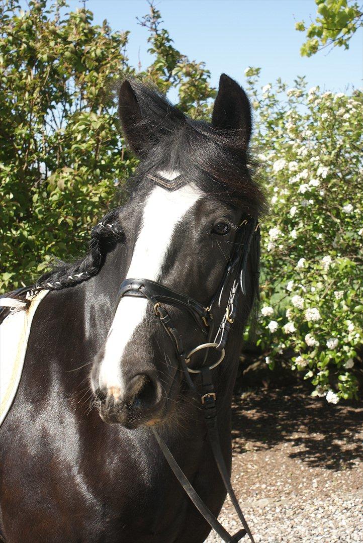 Irish Cob Esmeralda billede 9