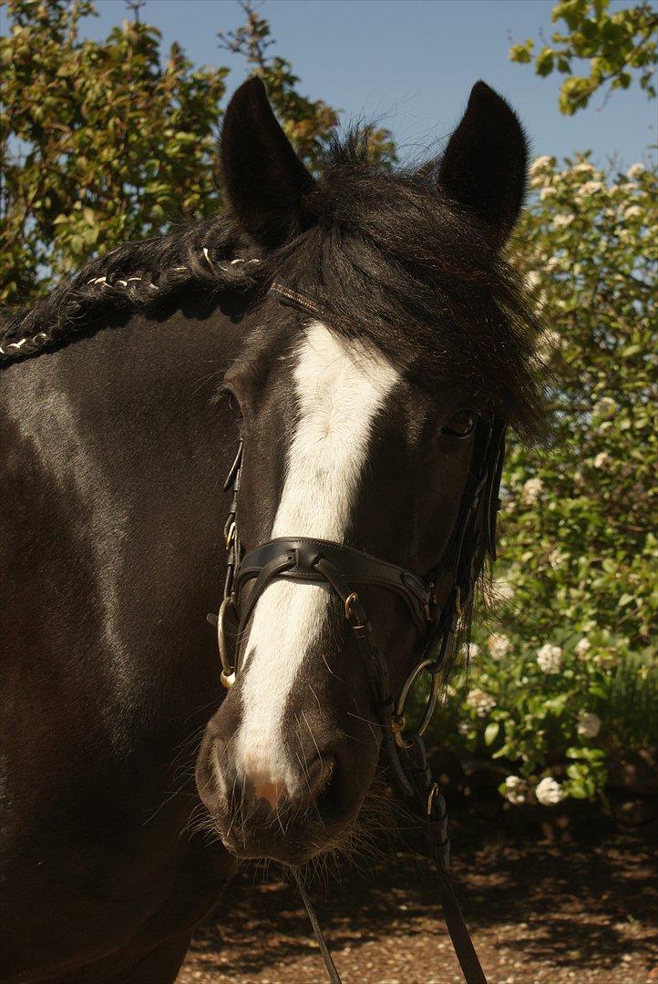 Irish Cob Esmeralda billede 10