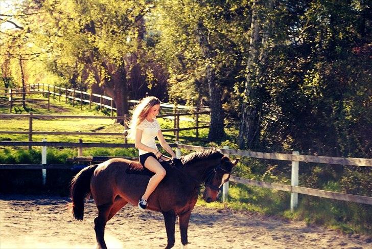 Welsh Pony af Cob-type (sec C) Daisy - Du er den bedste i verden. Foto: Rigmor Nikander.  billede 1