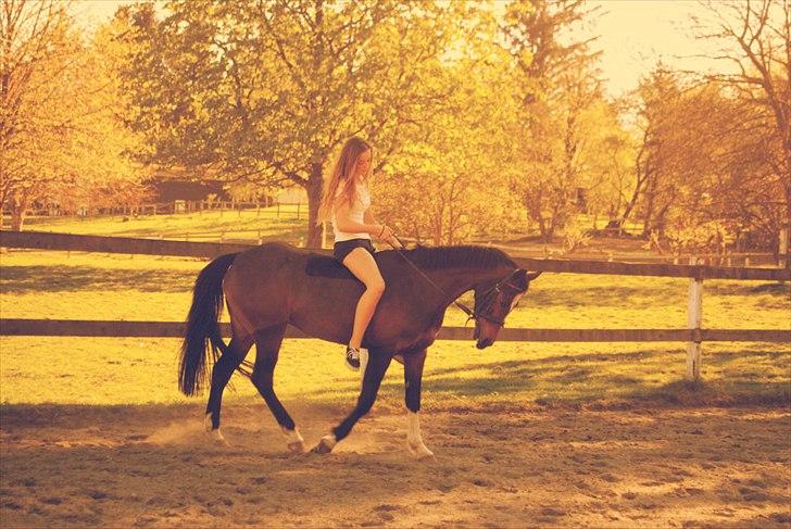 Welsh Pony af Cob-type (sec C) Daisy - Foto: Rigmor Nikander. billede 3